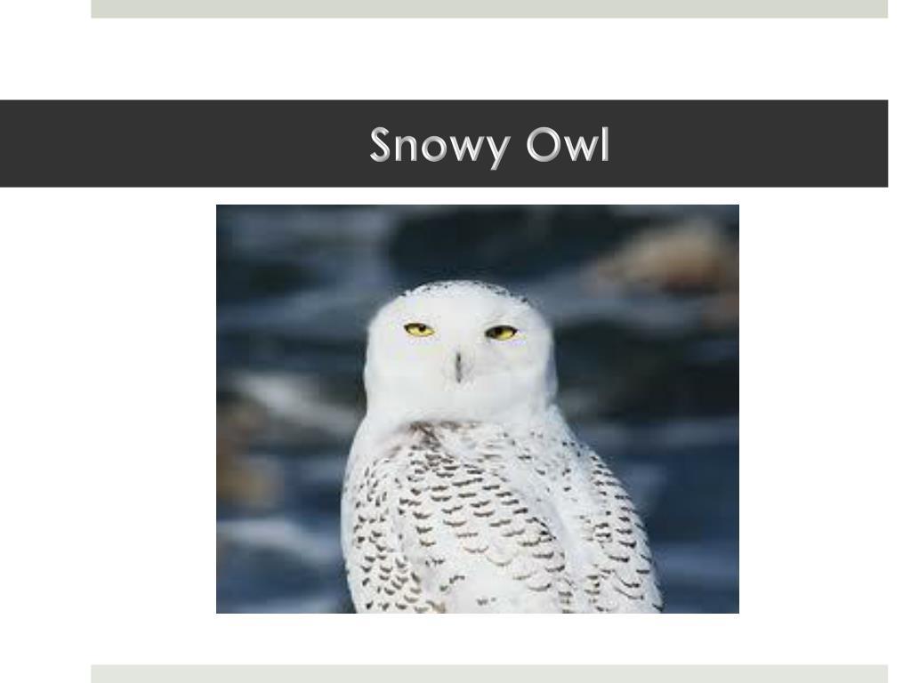 Referensi Template PowerPoint Lucu Owl Terkini Guna Membuat Presentasi dengan Menarik